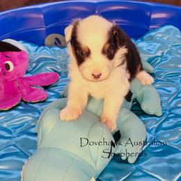 Bass - Black tri-color male Australian Shepherd puppy in Tijeras, New Mexico from Dovehawk Australian Shepherds