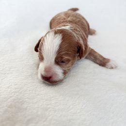 Goldendoodle and Maltipoo Puppies from Pnwfamilydoodles