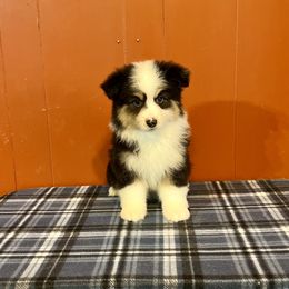 Benji - Black tri male Miniature American Shepherd puppy in Kentucky from Kidd’s Miniature American Shepherds