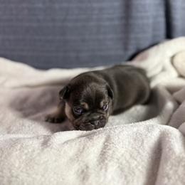 Boy 1 - Tricolors male French Bulldog puppy in Minco, Oklahoma from Findley’s Furbabies