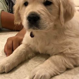 Golden Retriever Puppies from West Coast Cream Goldens