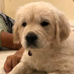 Golden Retriever Puppies from West Coast Cream Goldens