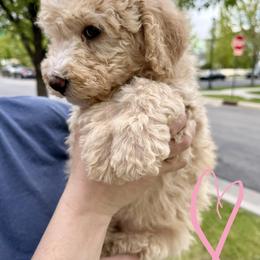 Bernedoodle, Cavalier King Charles Spaniel, and Poodle Puppies from Ellas.Pups (Bernedoodles & Cavapoos)