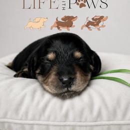 Buddy (green) - Black male Dachshund puppy in Palm Bay, Florida from Life With Mini Paws
