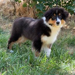 Pinch Me - Black tri-color female Australian Shepherd puppy in Touchet, Washington from Windust Kennels