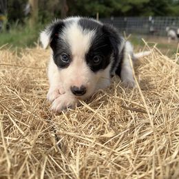 Boy 1 - B - Black and white male Border Collie puppy in Annona, Texas from Madeline's Border Collies