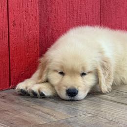 Golden Retriever puppies from Sugar River Goldens