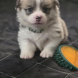 Pembroke Welsh Corgi Puppies from Salted Rim Corgis