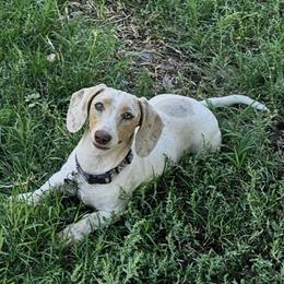 Tally - Dachshund