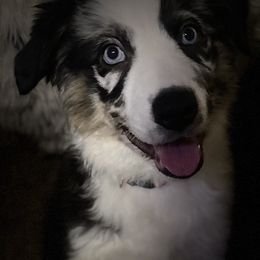 Australian Shepherds from Sara's Nor-Cal Aussies