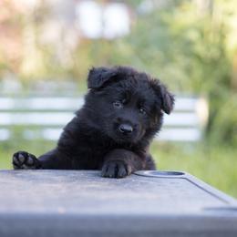 German Shepherd Puppies from Zwinger Vom Rabenauge