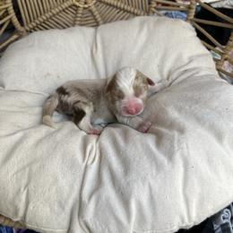 Lux - Red merle male Australian Shepherd puppy in Grants Pass, Oregon from Carmel Mountain Aussies