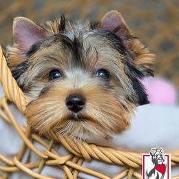 Irulan - Black and tan female Yorkshire Terrier puppy in California from Corazon de gigante
