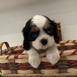 Cavalier King Charles Spaniel Puppies from Ridgefield Cavaliers