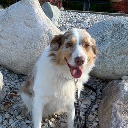 Spur - Australian Shepherd