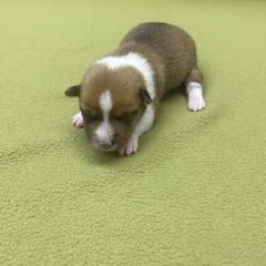 Eliza - White and fawn female Portuguese Podengo Pequeno puppy in Dartmouth, Massachusetts from A-Lines Portuguese Podengo Pequenos