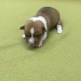 Eliza - White and fawn female Portuguese Podengo Pequeno puppy in Dartmouth, Massachusetts from A-Lines Portuguese Podengo Pequenos