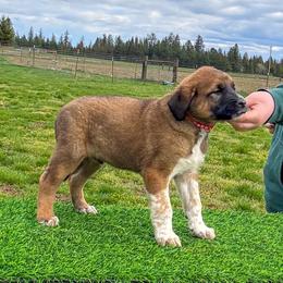 Red collar - Red fawn male Anatolian Shepherd Dog puppy in Spokane, Washington from 4D Cattle Dogs