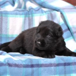 Green Collar boy - Black male German Shepherd puppy in Elkmont, Alabama from Oakmont Shepherds