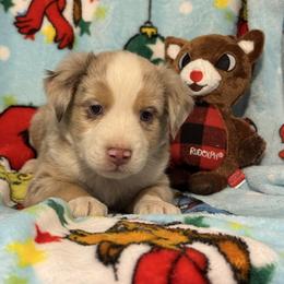 Rudolph - Red merle male Miniature Australian Shepherd puppy in Corbin, Kentucky from Lightning K Kanine’s