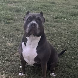 Laila - American Bully