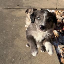 Toast - Blue merle male Border Collie puppy in Centerton, Arkansas from Chappell Breeding