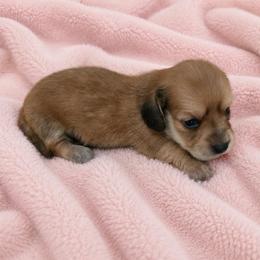 Princess - Cream female Dachshund puppy in Augusta, Georgia from Cherokee Hill Dachshunds