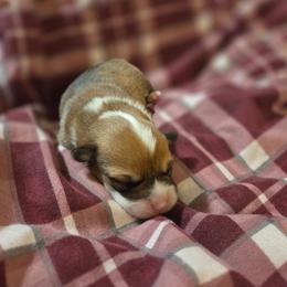 Orange Collar - Red male Pembroke Welsh Corgi puppy in Fallon, Nevada from Fuzzy Butt Corgies