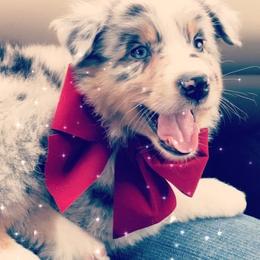 Australian Shepherd Puppies from Malin Family Aussies