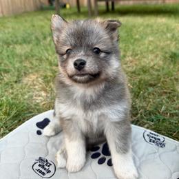 Annie Oakley - Red and white female Pomsky puppy in Blue Earth, Minnesota from Blue Sky Pomsky