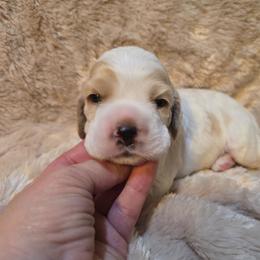 Captain - Red and white male Cocker Spaniel puppy in Florence, South Carolina from Reddick's American Cocker Spaniels