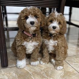 Cavapoo Puppies from Bailey & Bella Cavapoos