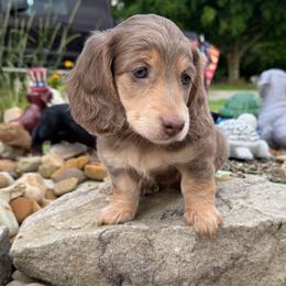 Poppi - Fawn (isabella) and cream female Dachshund puppy in Somerset, Pennsylvania from Rae’s Dapper Dachshunds