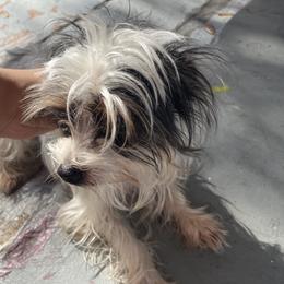 Simba - Morkie