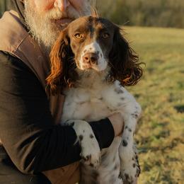 Minnie - English Springer Spaniel