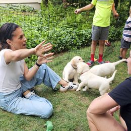 Labrador Retriever Puppies from Gabriel Ben-Yosef