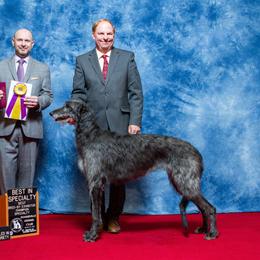 Izzy - Scottish Deerhound