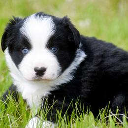 Ox - Black tri male Miniature Australian Shepherd puppy in Akeley, Minnesota from Rustic Original Aussies
