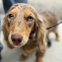 Oscar - Dachshund