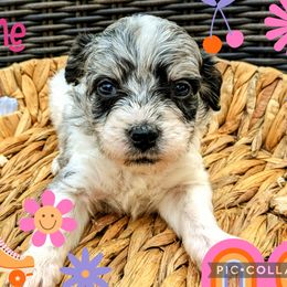 Boy 3 - Merle Bernedoodle puppy in Ohio from Mini Doodle Buddies