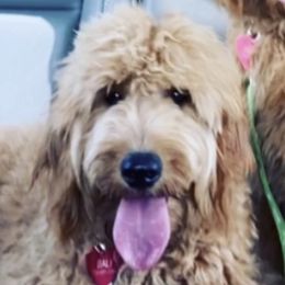 Goldendoodles and Labradoodles from DG Labradoodles
