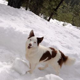 Bia - Border Collie