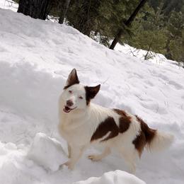 Bia - Border Collie