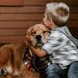 Golden Retrievers from Priderock Golden Retrievers