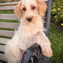 Gus - Red male Assorted Doodle Crosses puppy in Ohio from Holley Doodles