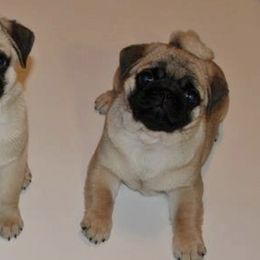 Pugs from WindWalker Pugs