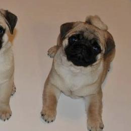 Pugs from WindWalker Pugs