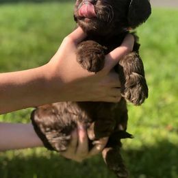 Australian Labradoodle Puppies from Beaver State Labradoodles