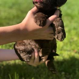 Australian Labradoodle Puppies from Beaver State Labradoodles