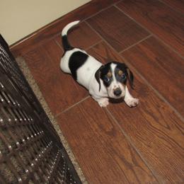 Male - Piebald male Dachshund puppy in Harvard, Illinois from Lori's Cavalier King Charles Spaniels & Dachshunds